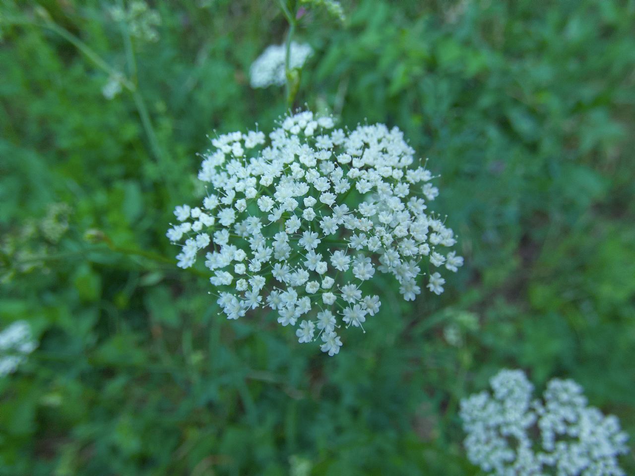 Apiacea da determinare